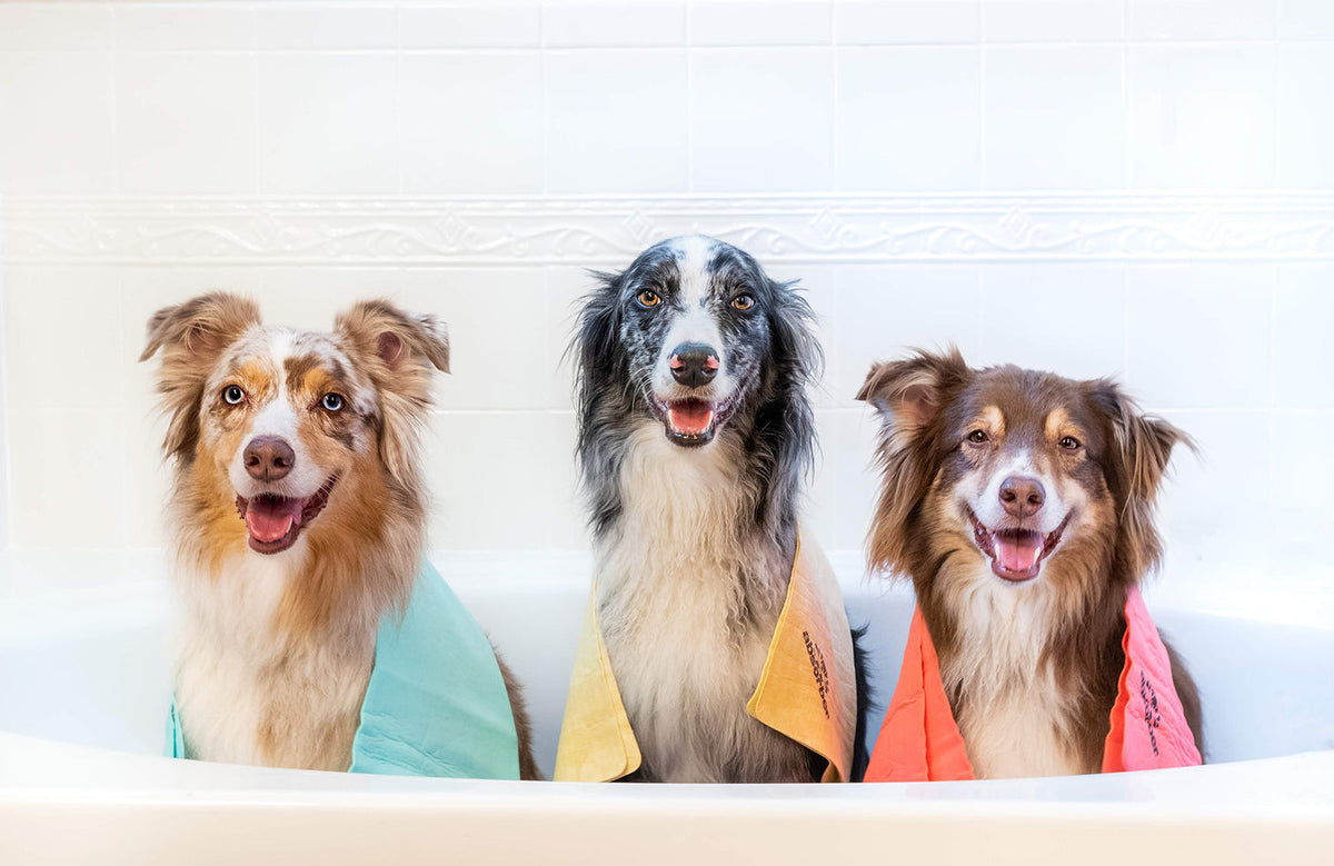 3 furry dogs with the absorbers towel 