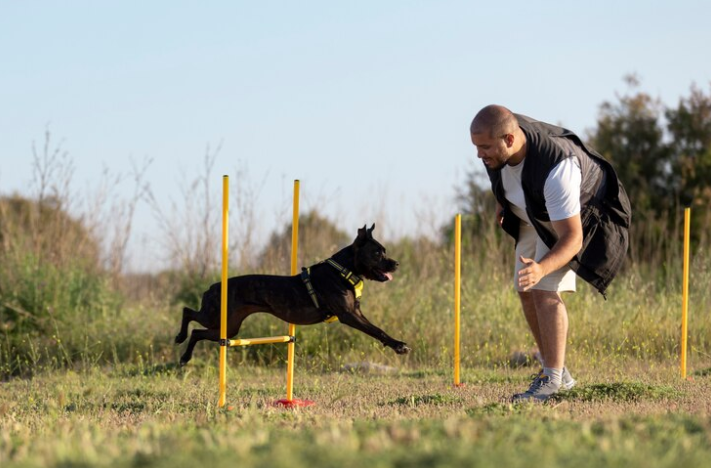 Avoid These 10 Dog Training Errors for Better Results