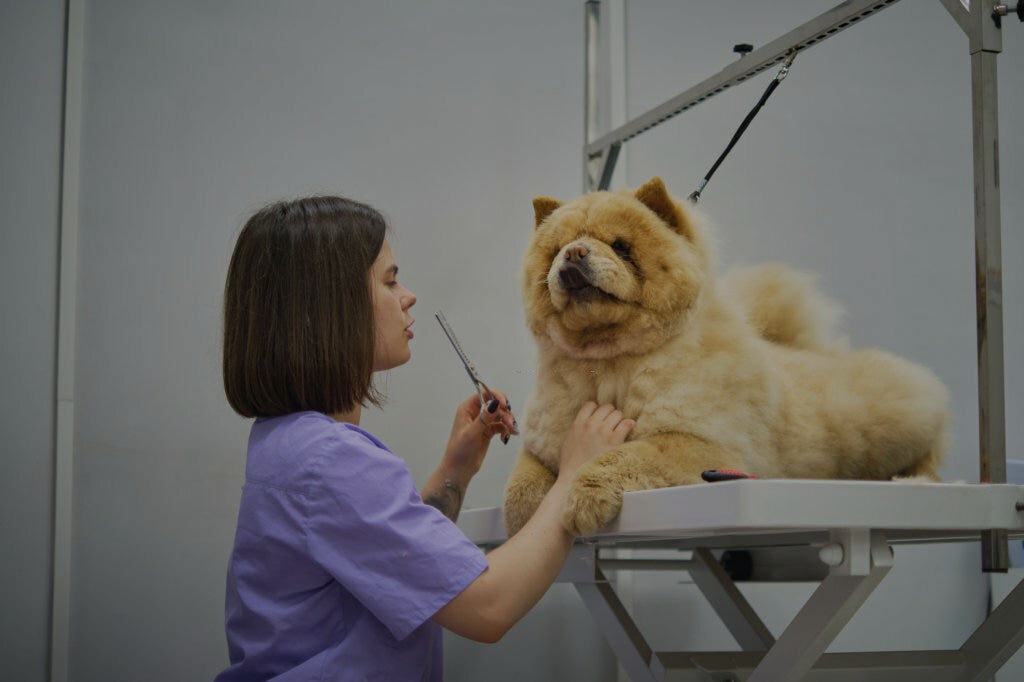 Top 7 Grooming Styles to Give Your Dog a New Look