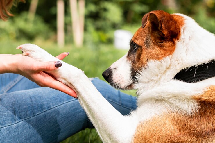 A Step-By-Step Guide To Getting Rid of and Preventing Dog Tear Stains