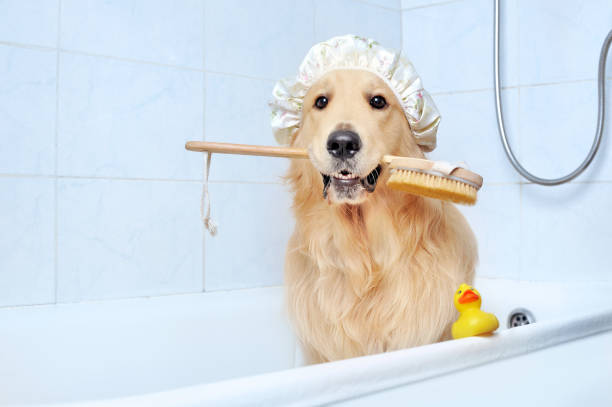 How to Get Your Dog to Love Baths