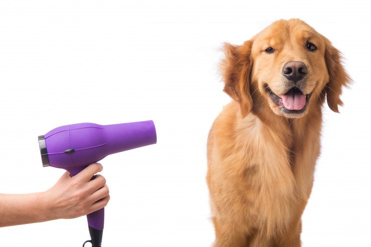 10 Dog Grooming Tips To Use At Home