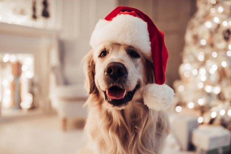 Holiday Gift Ideas for a Dog Groomer