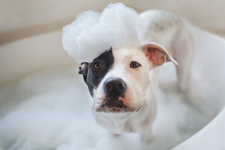 Why Are Dogs So Happy After a Bath?