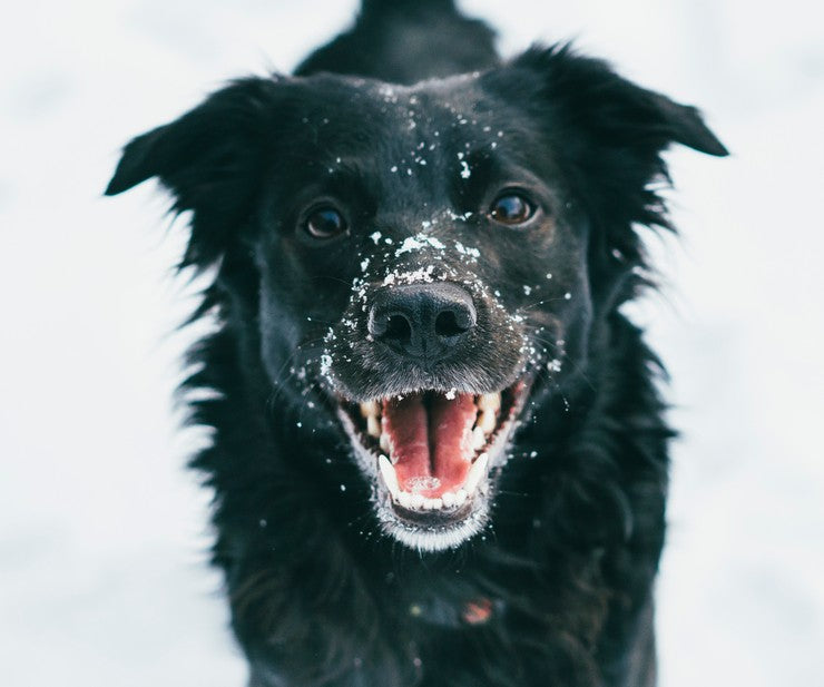 5 Simple Tips For Washing Your Dog In The Winter