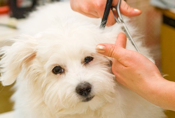 Grooming Supplies for Dog