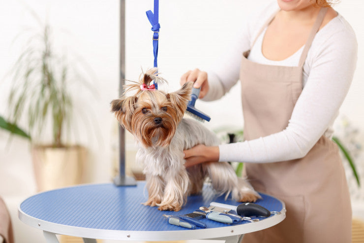 Creating The Best Dog Grooming Kit