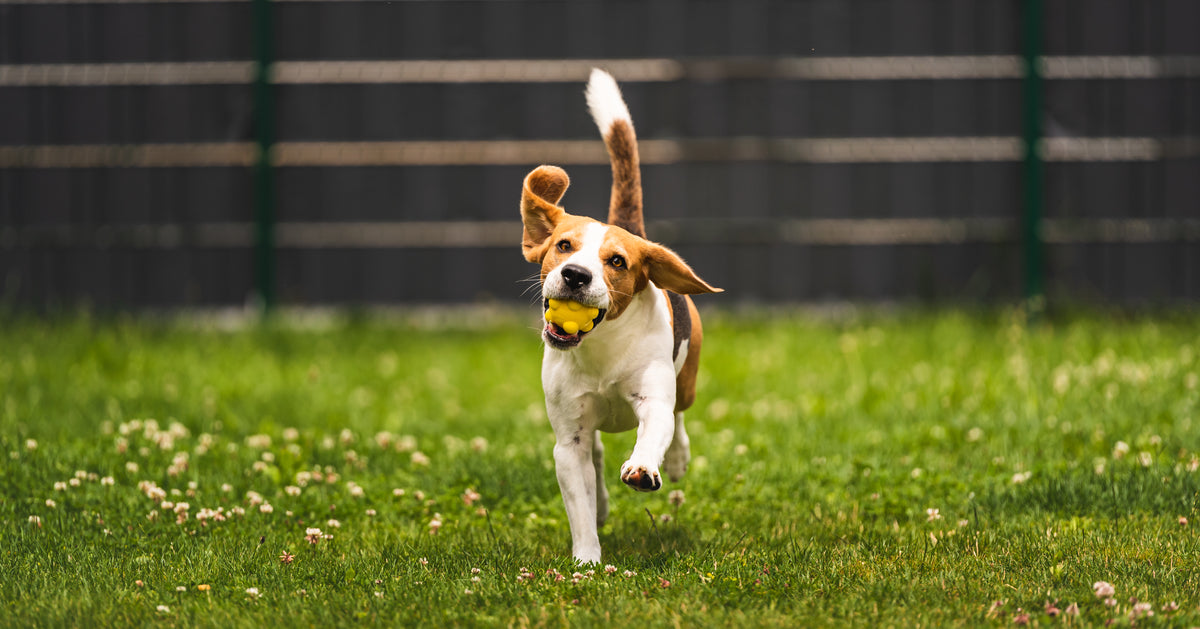 Tips For Pet Owners: Safety in a Dog-Friendly Backyard