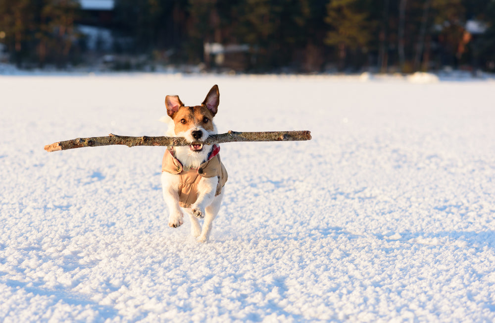 5 Essential Dog Winter Safety Tips