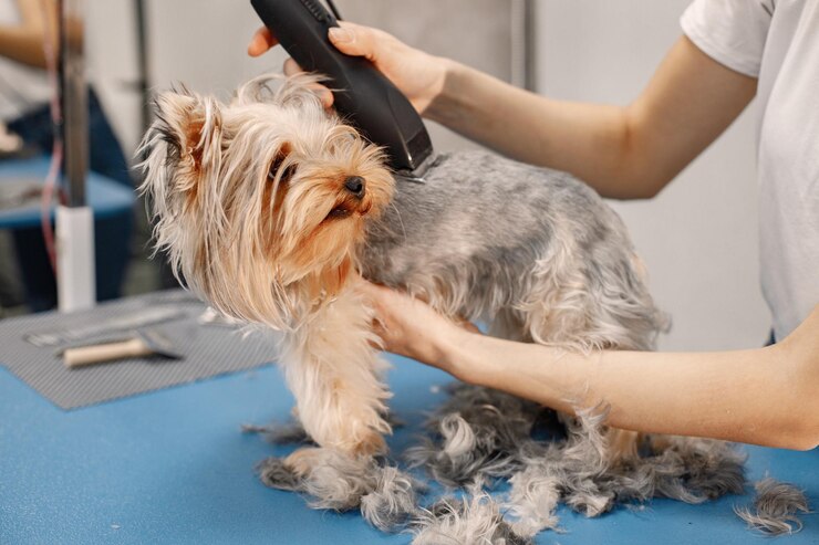 Hair Loss in Dogs: What To Do & How To Treat It