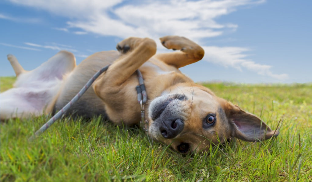 5 Easy Ways to Care for Dogs with Sensitive Tummies