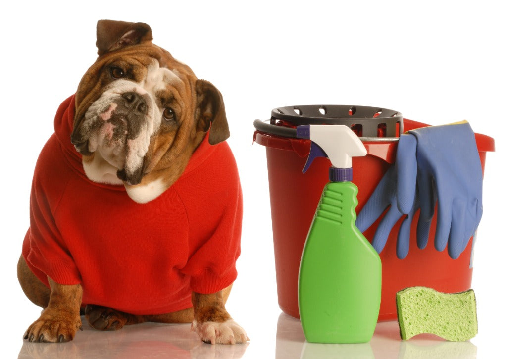 Cleaning Tips for Pet Owners