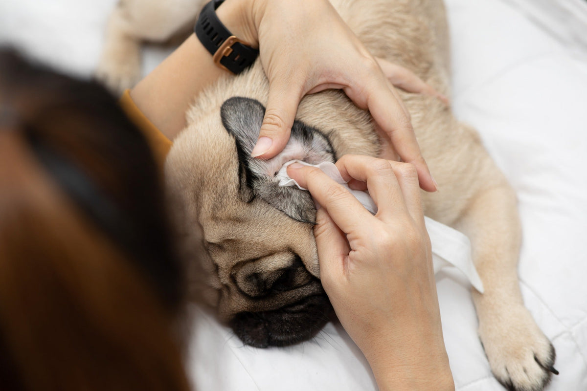 How To Remove Water From Your Dogs Ears - Fast Safe and Easy Water Removal From Dog Ear