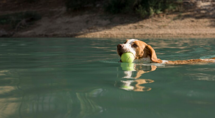 10 Summer Water Safety Tips for Dogs