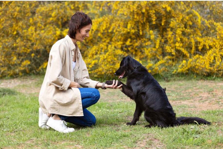 Positive Reinforcement in Dog Training