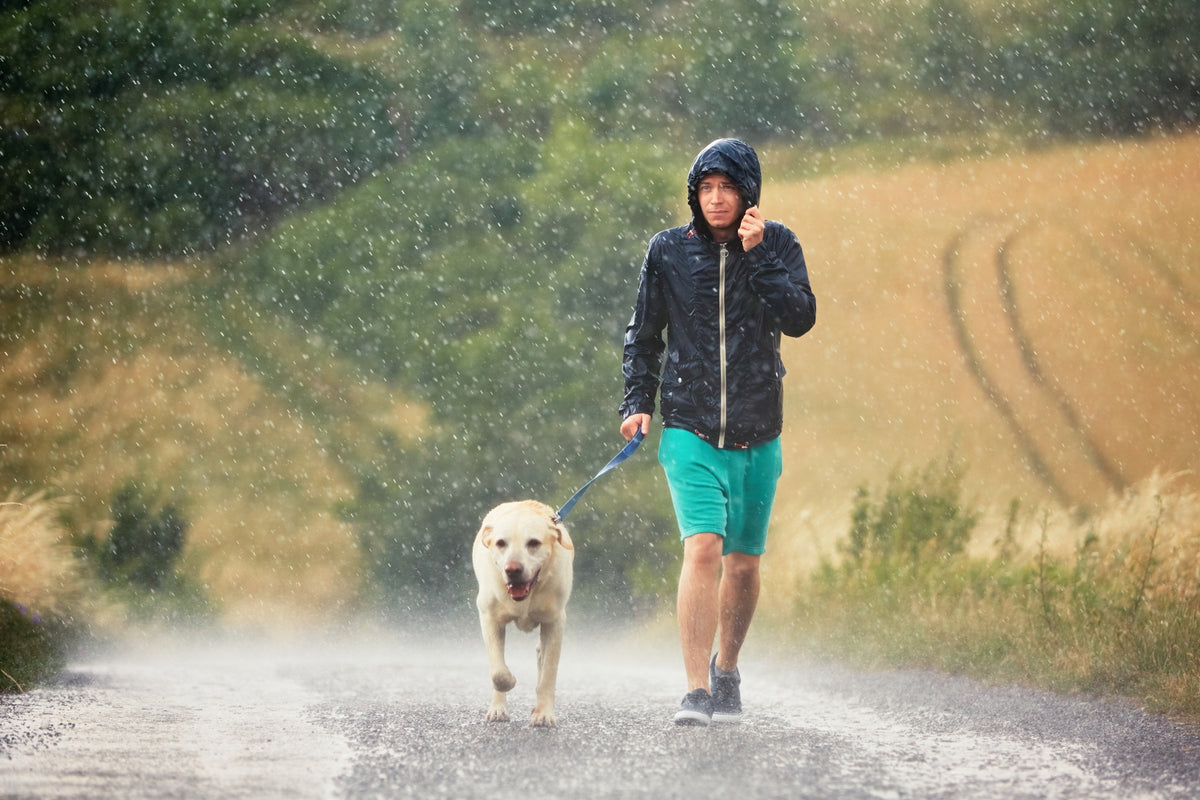 Tips For Walking Your Dog In The Rain