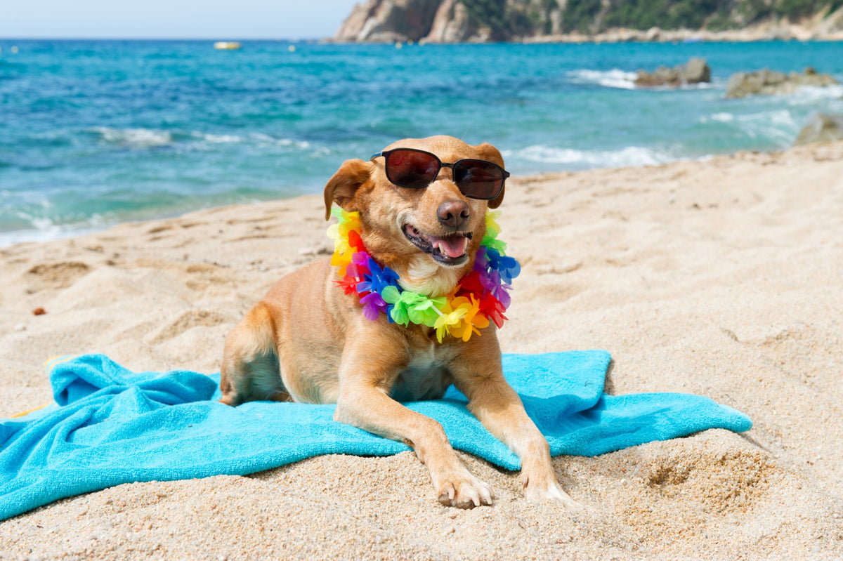 Tips for Taking Your Pup to the Beach