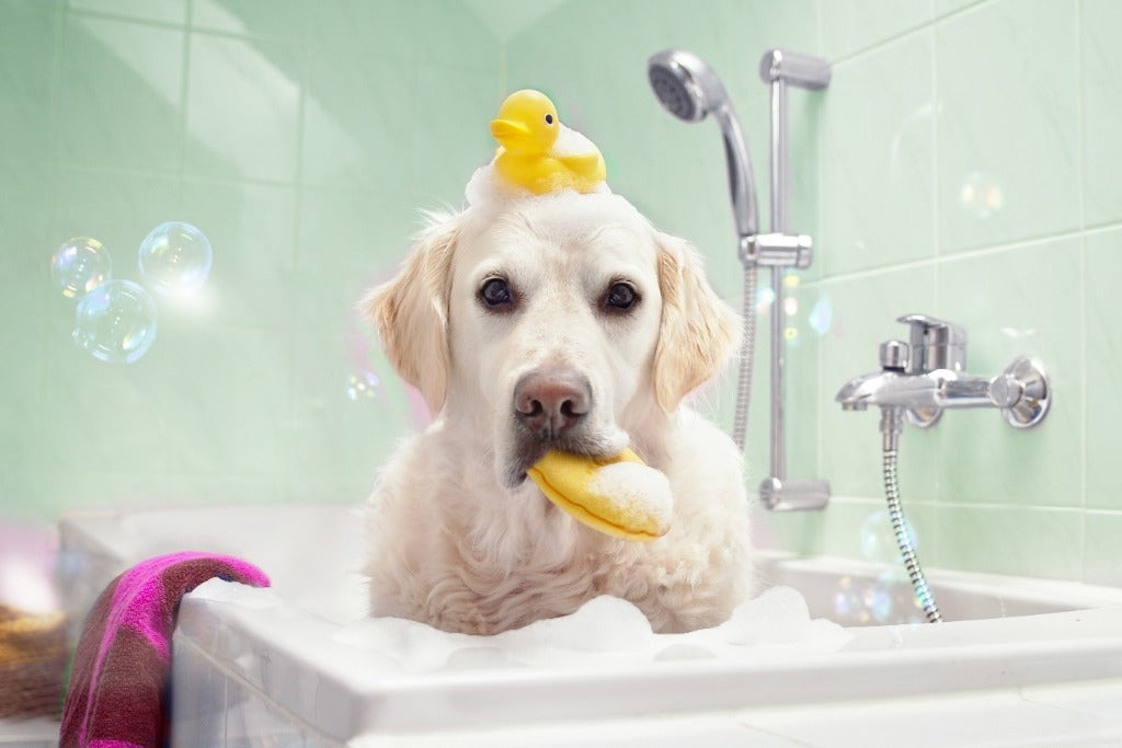 Dog taking a bath with baby shampoo