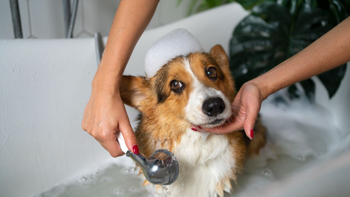 washing pet dog at home