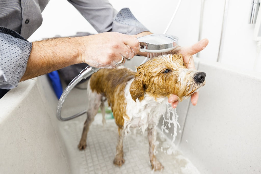 What to Consider When Buying A Dog Bath Tub