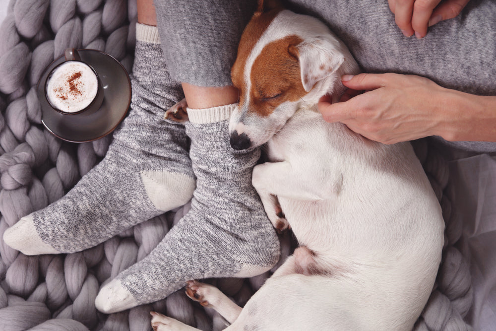 Why Your Dog Sleeps on Your Legs