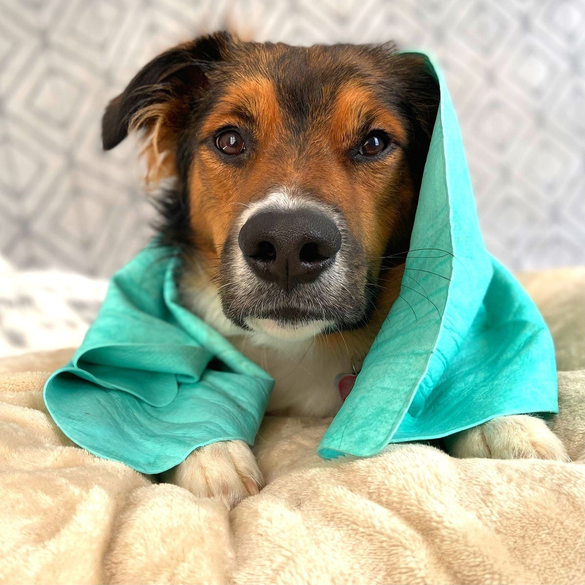How to Remove Water from Your Dog’s Ears