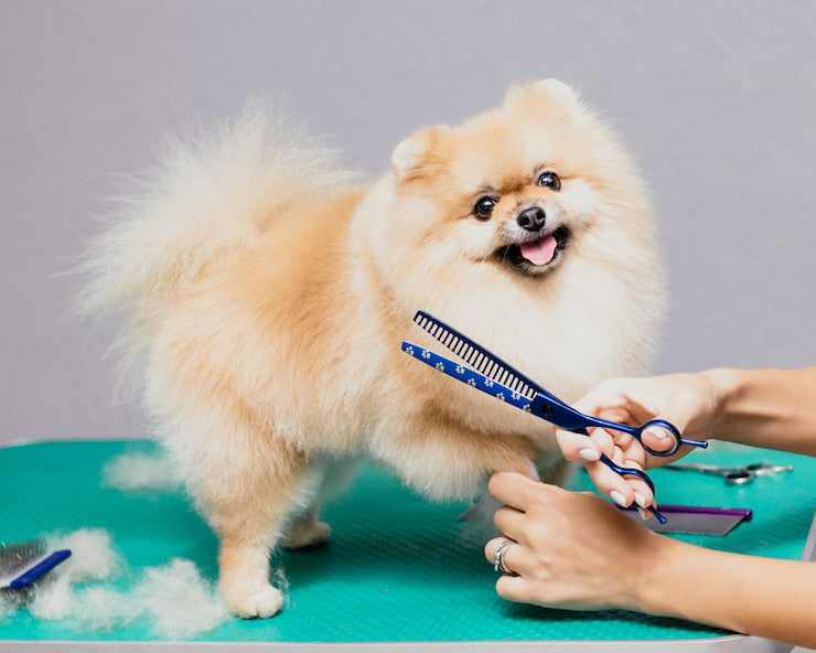 dog grooming mistakes