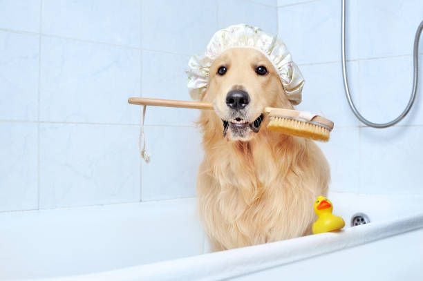 search image 2 Bath Time Bliss: How to Make Your Dog Love Getting Clean 2