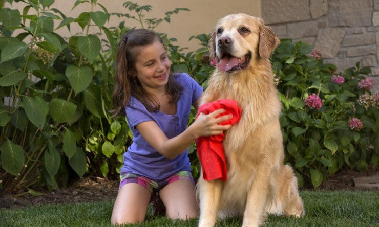 Girl using The Absorber to dry her dog