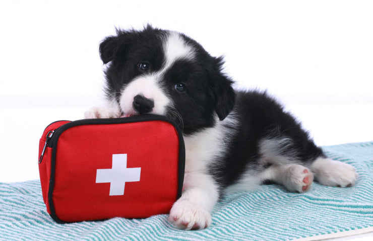First-Aid Tips For Dog Owners