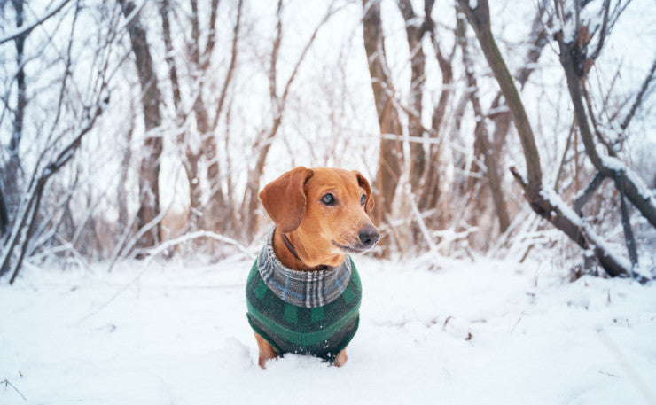 Does My Dog Need A Winter Coat?