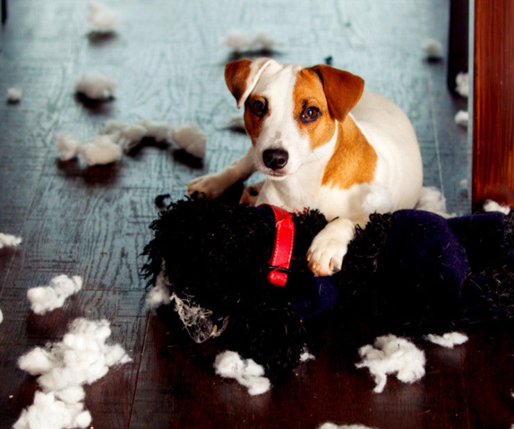 Could Your Dog's Destructive Behavior Be Due To Boredom?