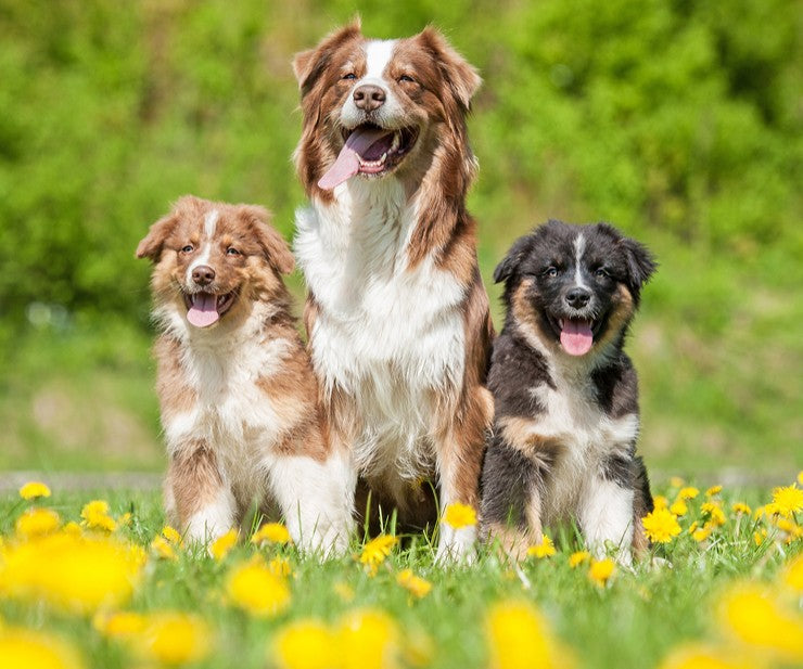5 Ways To Prepare Your Dog For Spring