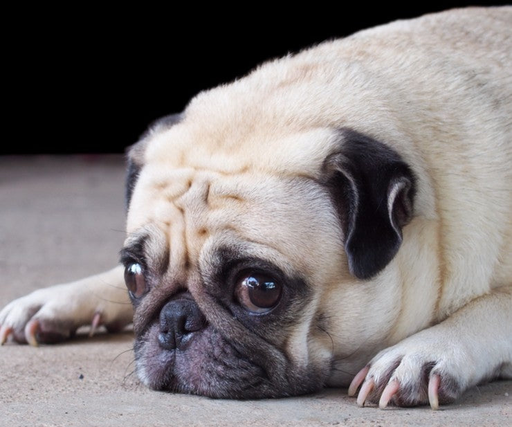 Is The Weather Affecting Your Dog's Mood?