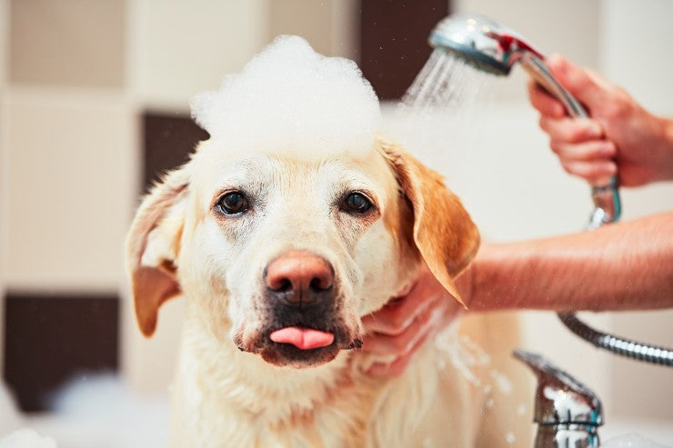 how to make dog shampoo