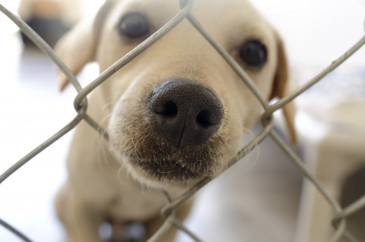 Rescue dog behind fence at adoption shelter