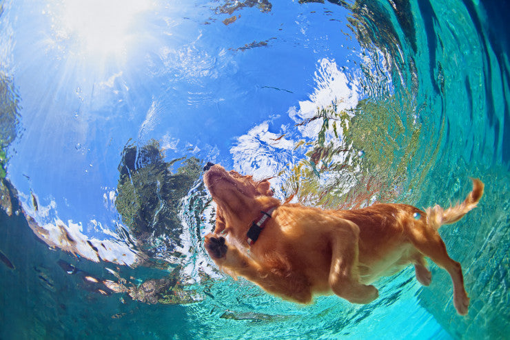 Teaching A Dog To Swim