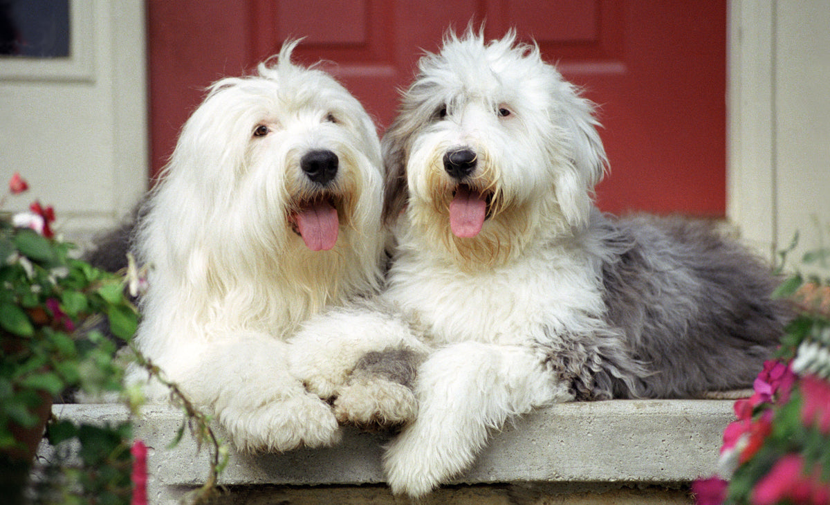 two cute sheep dogs sitting