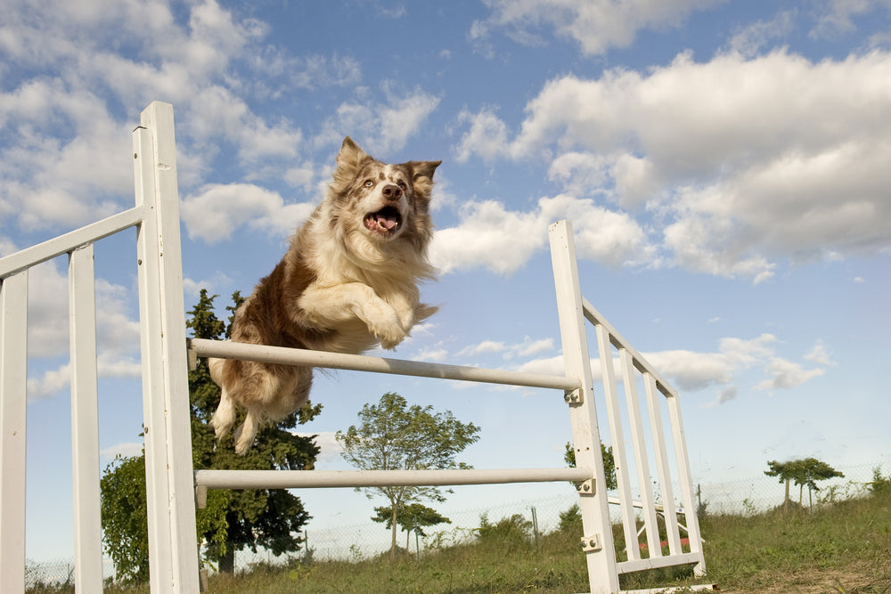 How to make a dog agility course