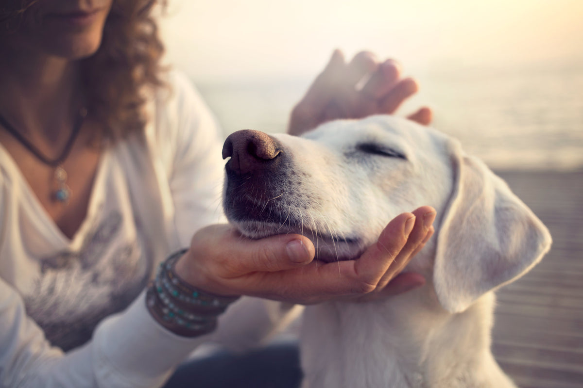 Petting and Comforting Dog From Bee Sting