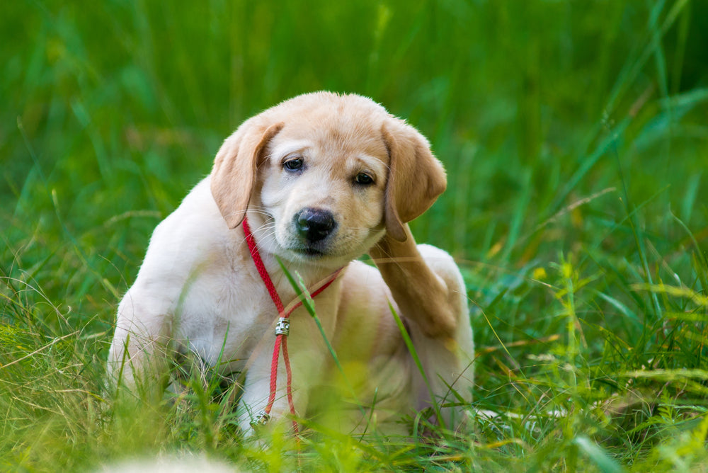 Get Rid of Your Dog’s Fleas