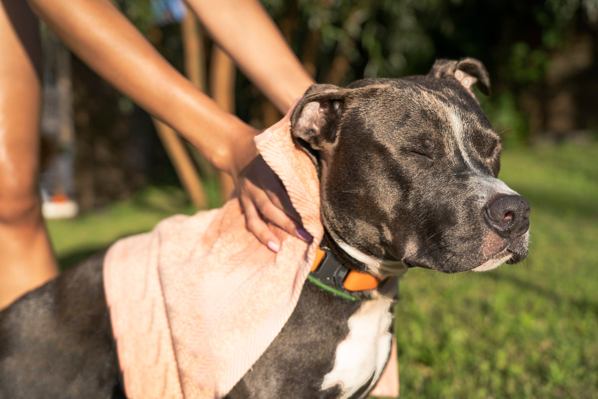 Ditch The Itch: Dog Dry Skin Relief Checklist