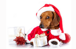 3 Holiday Tips For Pet Owners to Keep Your Dog Safe