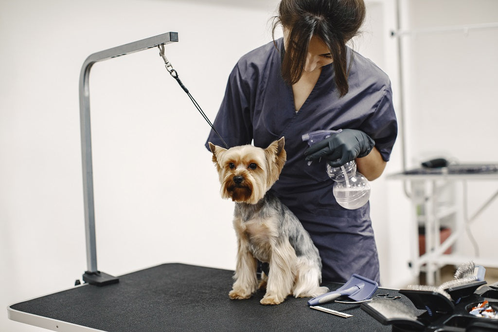 How to prepare for your dog's first groom