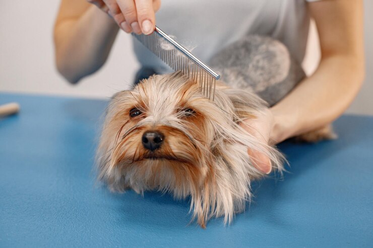 7 Professional Dog Grooming Techniques You Can Do at Home